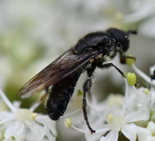 Pipiza sp.